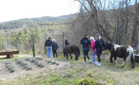 Les Lavandines equitherapie