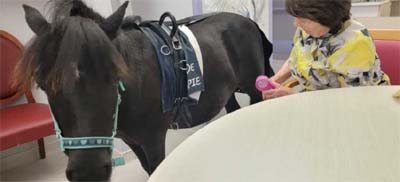 chateau nodet equitherapie