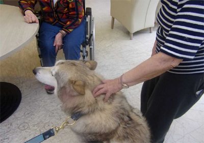 Les Rives Saint Nicolas animale