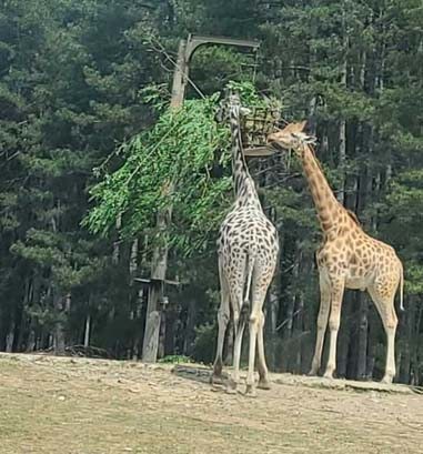 La Garenne safari