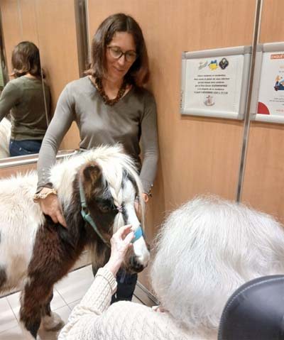 emeis saint joseph animale emeis saint joseph animale