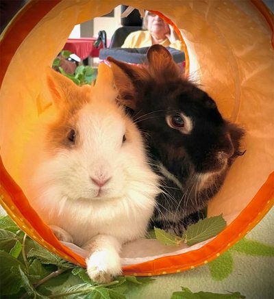 villa napoli animale