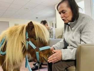 emeis jardins de romilly poney