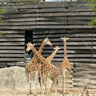 emeis clos des lilas zoo