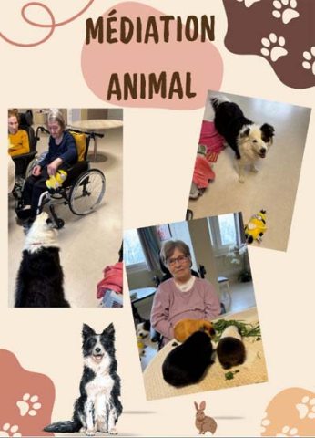 emeis montchenot animale emeis montchenot animale