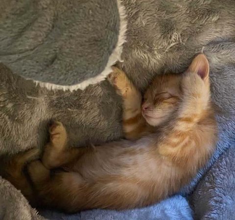chateau notre dame chat