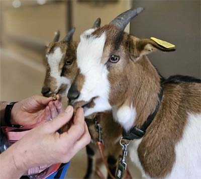 emeis chateau notre dame animaux emeis chateau notre dame animaux