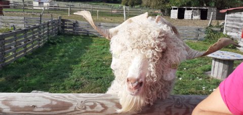 Le Bosguerard ferme