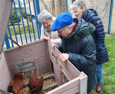 emeis lemeraude poules