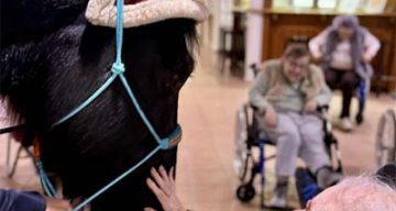 emeis jardins de jeanne juments