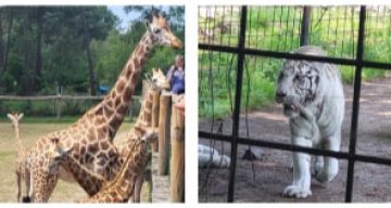 les magnolias zoo