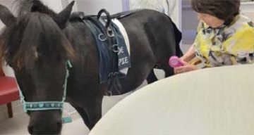 chateau nodet equitherapie