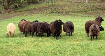 René Le Gros moutons