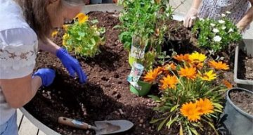 emeis jardins de pauline jardinage
