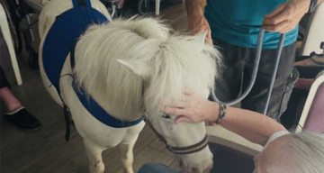 emeis cheneraie poney