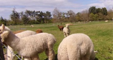 Les Rives Saint Nicolas ferme