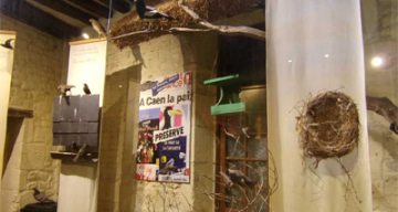 Les Rives Saint Nicolas musee