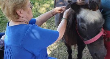 résidence du lac poneys