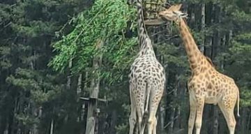 La Garenne safari