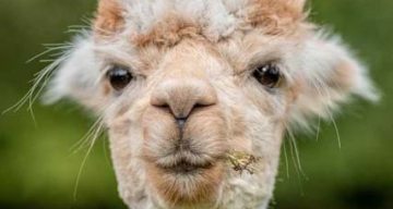 la senatorerie lama