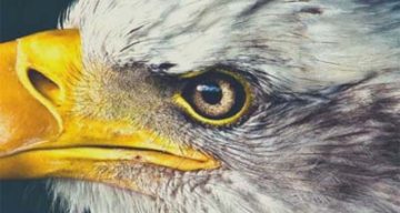 la senatorerie rapaces
