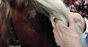 emeis saint joseph equitherapie