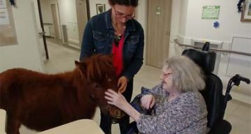 emeis saint joseph poney