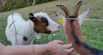les jardins du lac animale