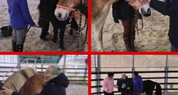 emeis jardins du lac equitherapie