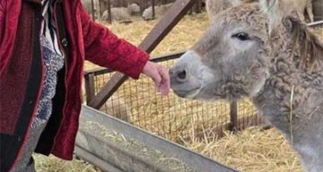 les haras ferme
