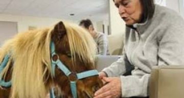 emeis jardins de romilly poney