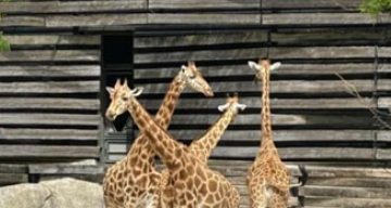emeis clos des lilas zoo