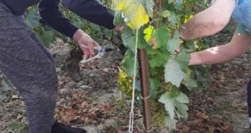 Montchenot vendanges