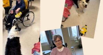 emeis montchenot animale emeis montchenot animale