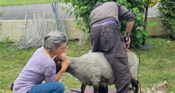 emeis pivoines ferme