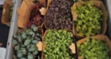 emeis pivoines gout emeis pivoines gout