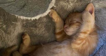 chateau notre dame chat