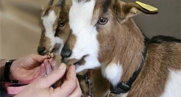 emeis chateau notre dame animaux emeis chateau notre dame animaux