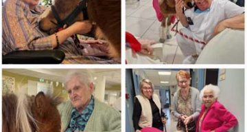 docteur hallot equitherapie