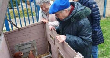emeis lemeraude poules
