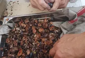 emeis lavandines marrons