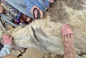 emeis jardins salome mediation