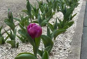 emeis maraichers tulipe