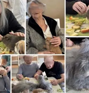 emeis residence isle mediation