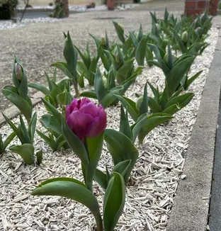 emeis maraichers tulipe