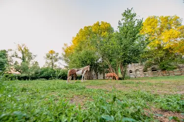 emeis maison de retraite l ambene chevaux 0