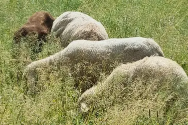 emeis-maison-de-retraite-sainte-anne-moutons