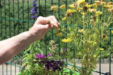 maison de retraite balbigny jardinageimg 7997