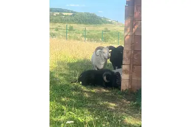 maison de retraite les millesimes boucs