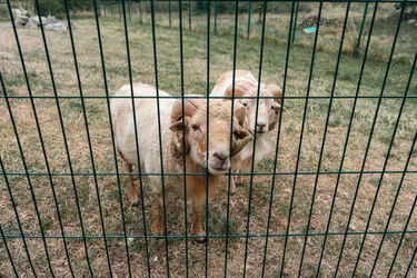 maison de retraite les pergolas animaux
